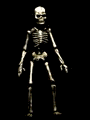 skeleton2.gif
